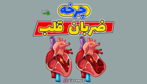 مراحل چرخه ضربان قلب - نکات شکل ص 53