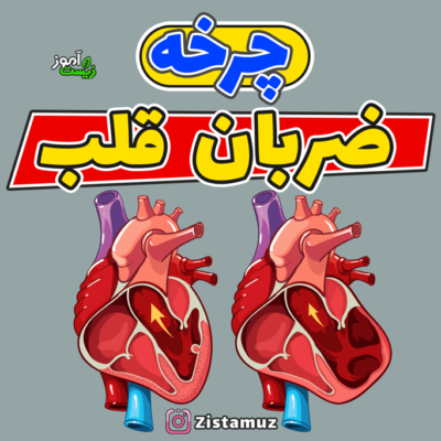 مراحل چرخه ضربان قلب - نکات شکل ص 53